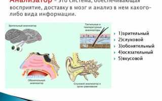 Строение зрительного анализатора