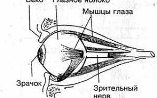 Морфофункциональная характеристика органа зрения: строение, оболочки, ядро и особенности проводящего пути