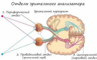 В какой доле коры больших полушарий головного мозга находиться зрительная зона у человека