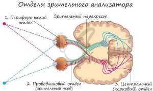 Анатомия и физиология зрительного аппарата