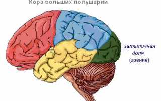 ЭФИ (электрофизиологическое исследование зрительного анализатора)