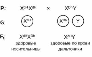 Как наследуются гемофилия и дальтонизм: признаки и предпосылки