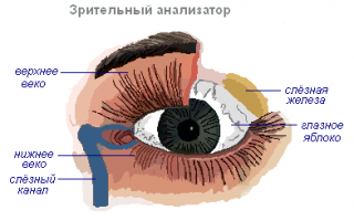 Проводящий путь зрительного анализатора