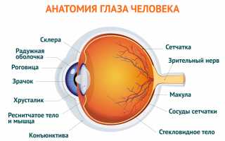 Оценка аксиальной длины глаза в клинической практике