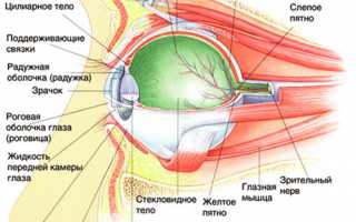 Сенсорная система зрения