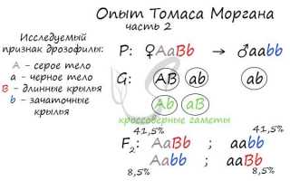 В кого таким уродился, или Какую внешность можно унаследовать от родителей